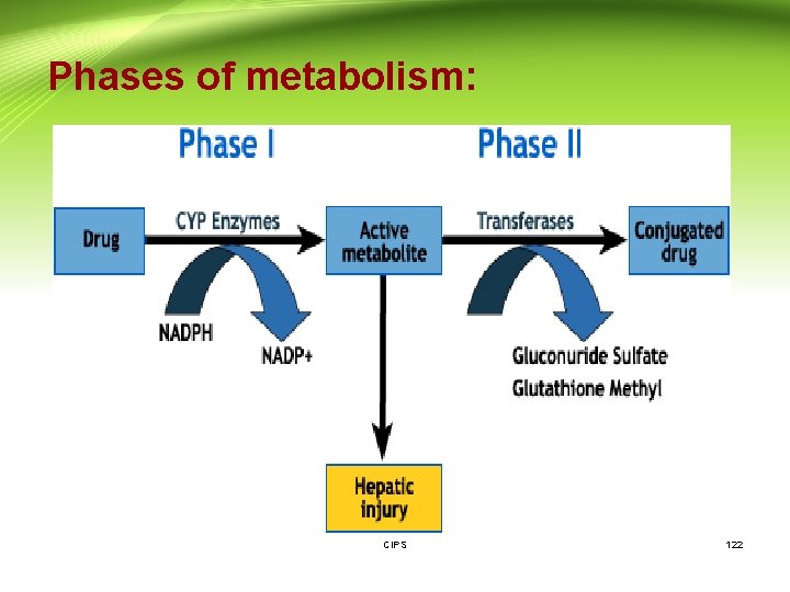 Phases of metabolism: CIPS 122 