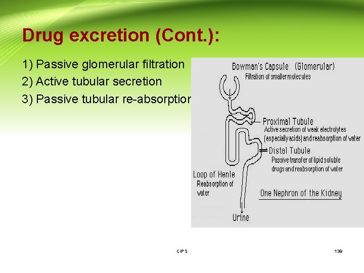 Drug excretion (Cont. ): 1) Passive glomerular filtration 2) Active tubular secretion 3) Passive
