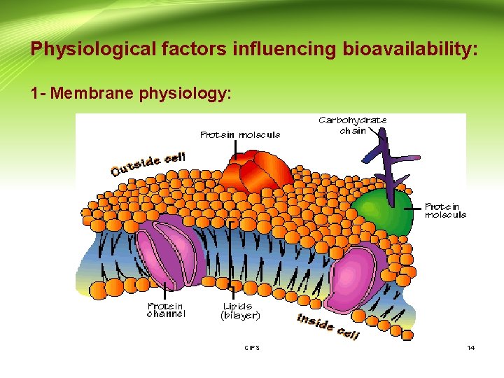 Physiological factors influencing bioavailability: 1 - Membrane physiology: CIPS 14 