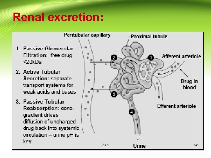 Renal excretion: CIPS 140 