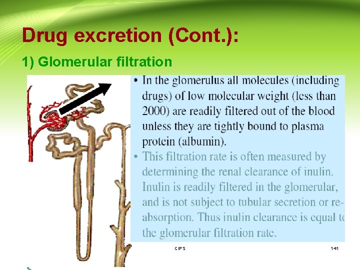 Drug excretion (Cont. ): 1) Glomerular filtration CIPS 141 