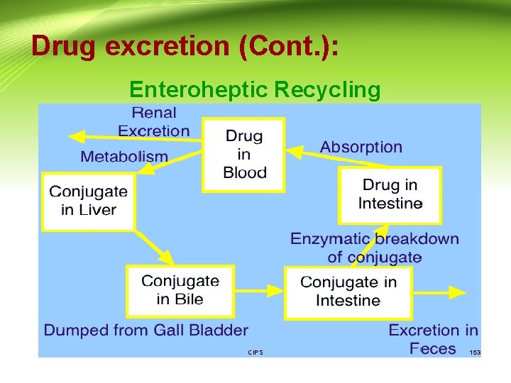Drug excretion (Cont. ): Enteroheptic Recycling CIPS 153 