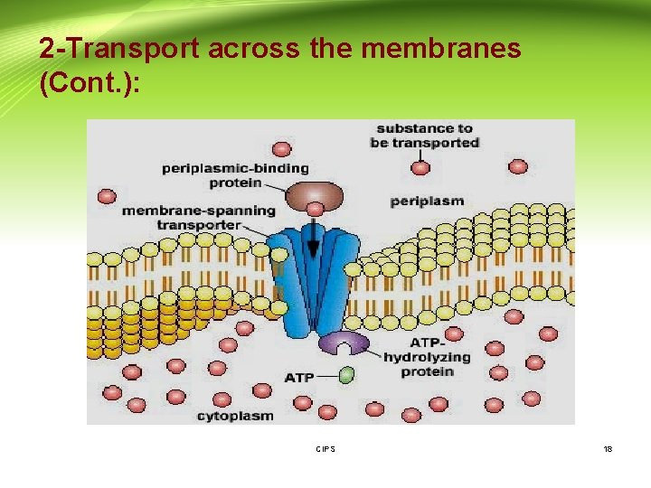 2 -Transport across the membranes (Cont. ): CIPS 18 