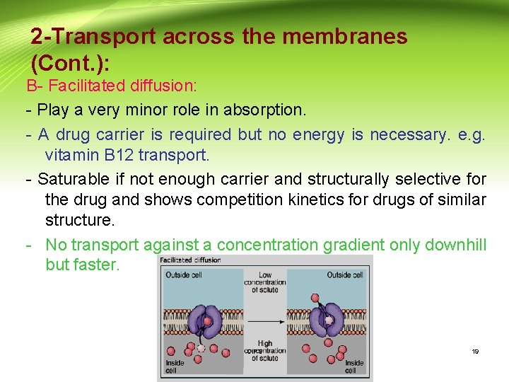 2 -Transport across the membranes (Cont. ): B- Facilitated diffusion: - Play a very