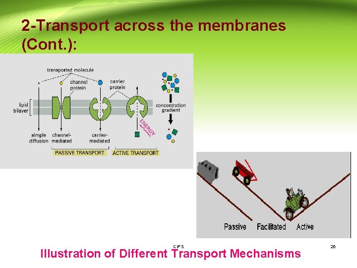 2 -Transport across the membranes (Cont. ): CIPS Illustration of Different Transport Mechanisms 26