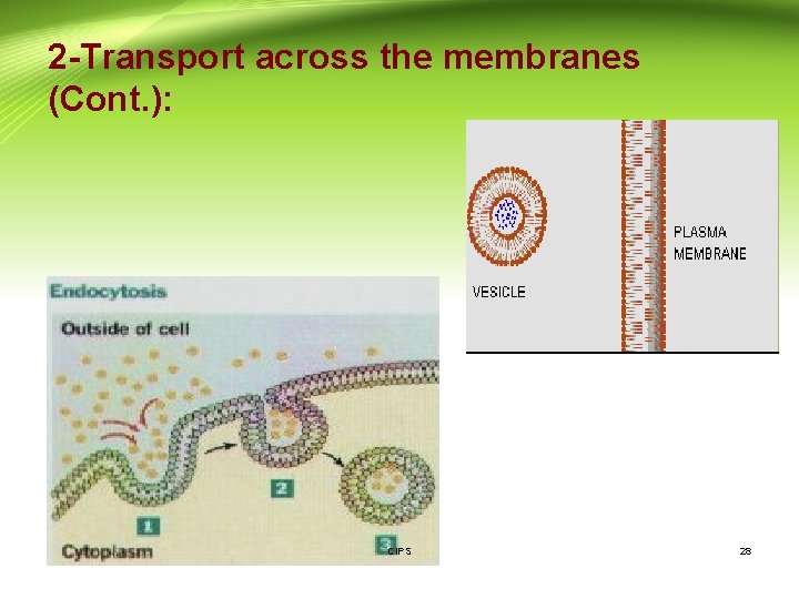 2 -Transport across the membranes (Cont. ): CIPS 28 