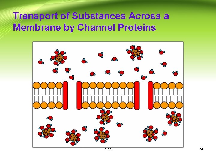 Transport of Substances Across a Membrane by Channel Proteins CIPS 30 