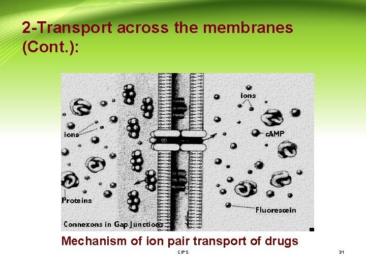 2 -Transport across the membranes (Cont. ): Mechanism of ion pair transport of drugs