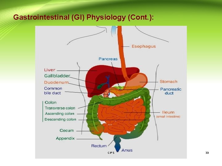 Gastrointestinal (GI) Physiology (Cont. ): CIPS 33 