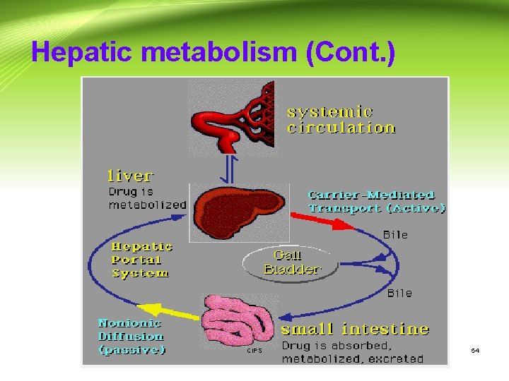 Hepatic metabolism (Cont. ) CIPS 54 