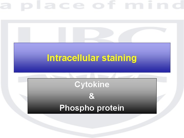 Intracellular staining Cytokine & Phospho protein 