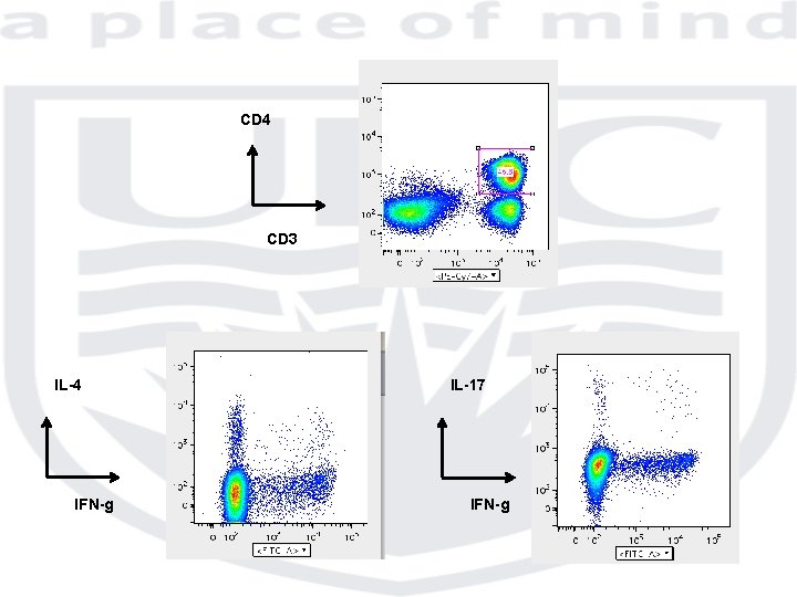 CD 4 CD 3 IL-4 IFN-g IL-17 IFN-g 