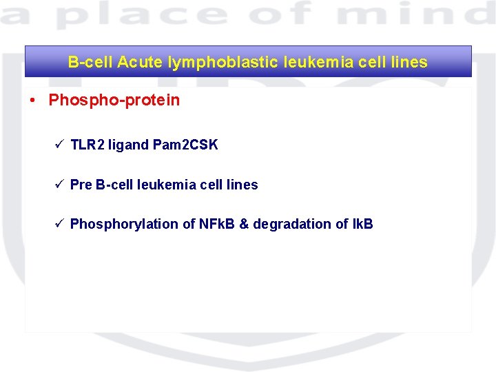 B-cell Acute lymphoblastic leukemia cell lines • Phospho-protein ü TLR 2 ligand Pam 2