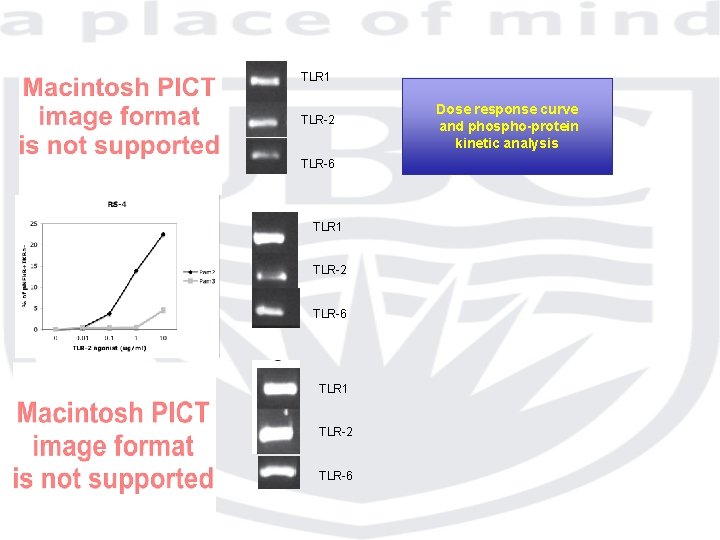 TLR 1 TLR-2 TLR-6 Dose response curve and phospho-protein kinetic analysis 