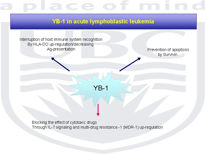YB-1 in acute lymphoblastic leukemia Interruption of host immune system recognition By HLA-DO up-regulation/decreasing