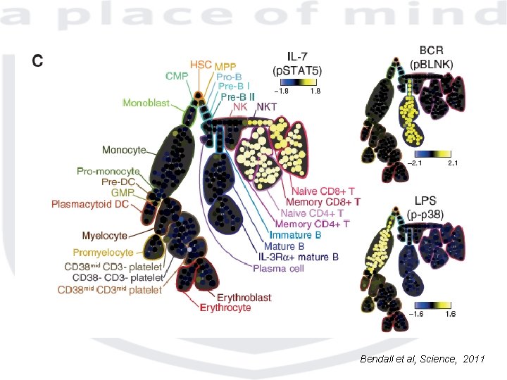 Bendall et al, Science, 2011 