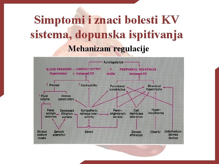 Simptomi i znaci bolesti KV sistema, dopunska ispitivanja Mehanizam regulacije 