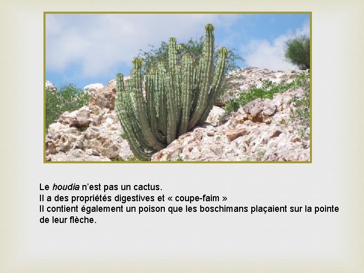 Le houdia n’est pas un cactus. Il a des propriétés digestives et « coupe-faim