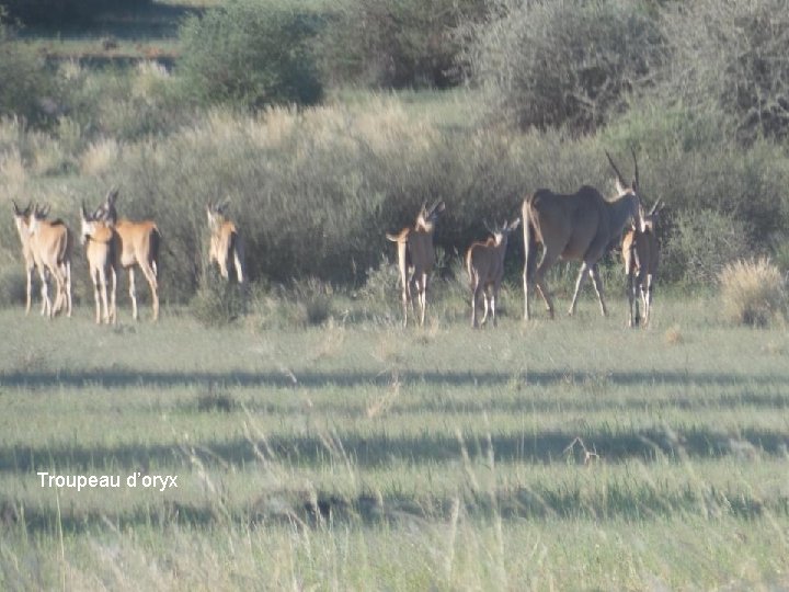 Troupeau d’oryx 