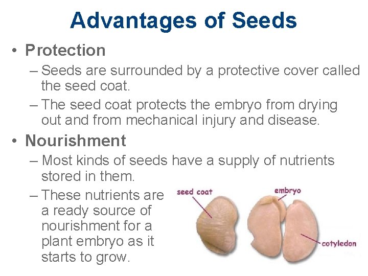 Advantages of Seeds • Protection – Seeds are surrounded by a protective cover called