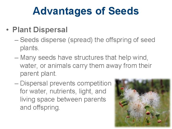 Advantages of Seeds • Plant Dispersal – Seeds disperse (spread) the offspring of seed