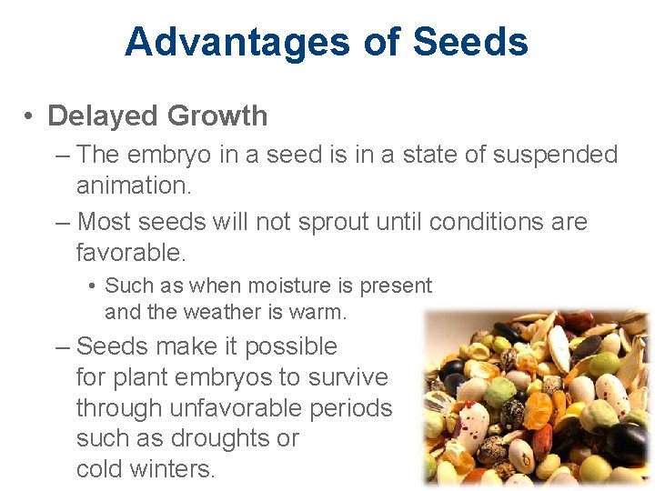 Advantages of Seeds • Delayed Growth – The embryo in a seed is in