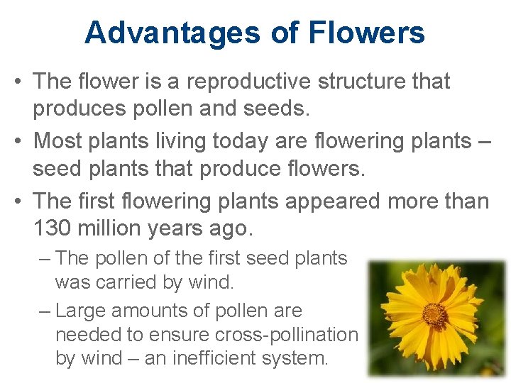 Advantages of Flowers • The flower is a reproductive structure that produces pollen and