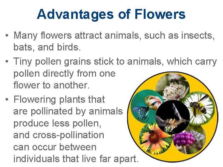 Advantages of Flowers • Many flowers attract animals, such as insects, bats, and birds.