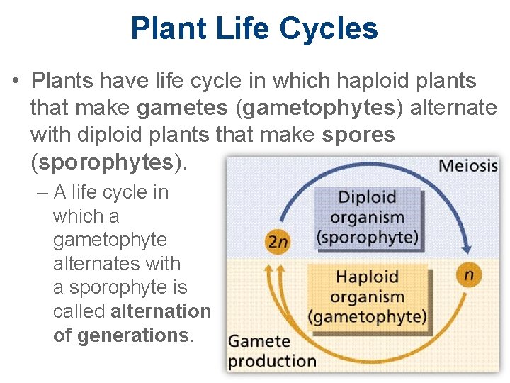 Plant Life Cycles • Plants have life cycle in which haploid plants that make