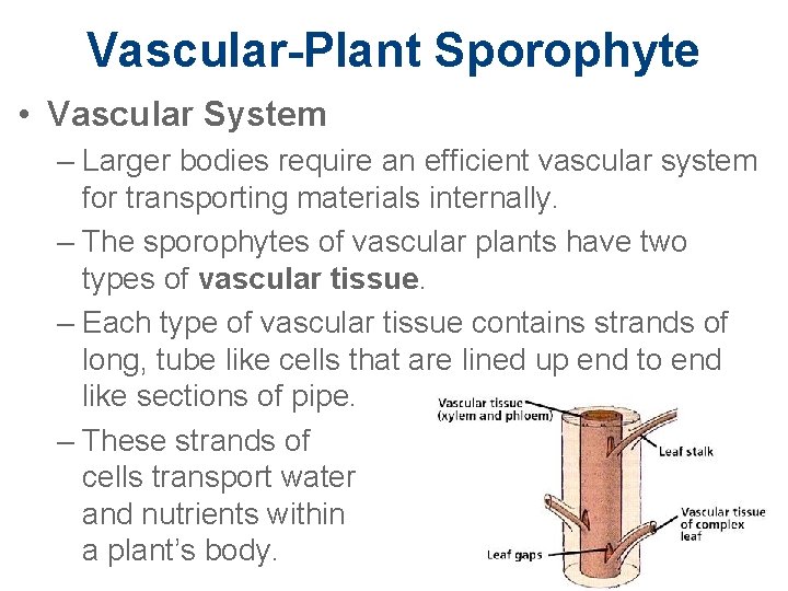 Vascular-Plant Sporophyte • Vascular System – Larger bodies require an efficient vascular system for