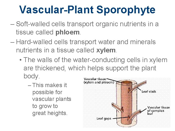 Vascular-Plant Sporophyte – Soft-walled cells transport organic nutrients in a tissue called phloem. –