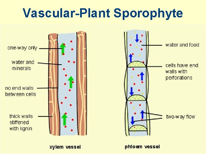 Vascular-Plant Sporophyte 
