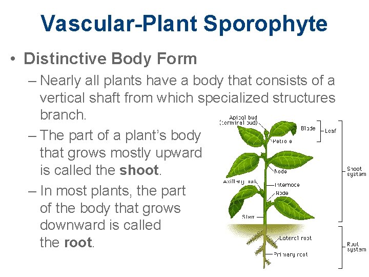 Vascular-Plant Sporophyte • Distinctive Body Form – Nearly all plants have a body that
