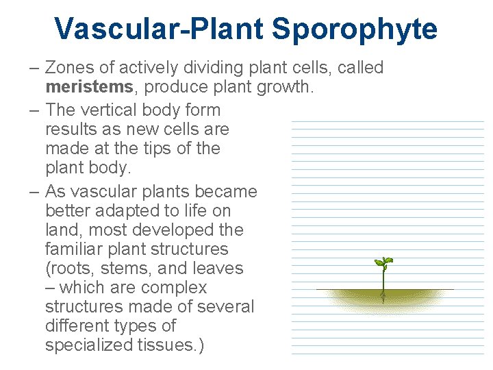 Vascular-Plant Sporophyte – Zones of actively dividing plant cells, called meristems, produce plant growth.