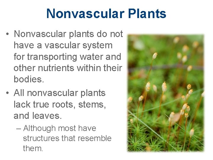 Nonvascular Plants • Nonvascular plants do not have a vascular system for transporting water