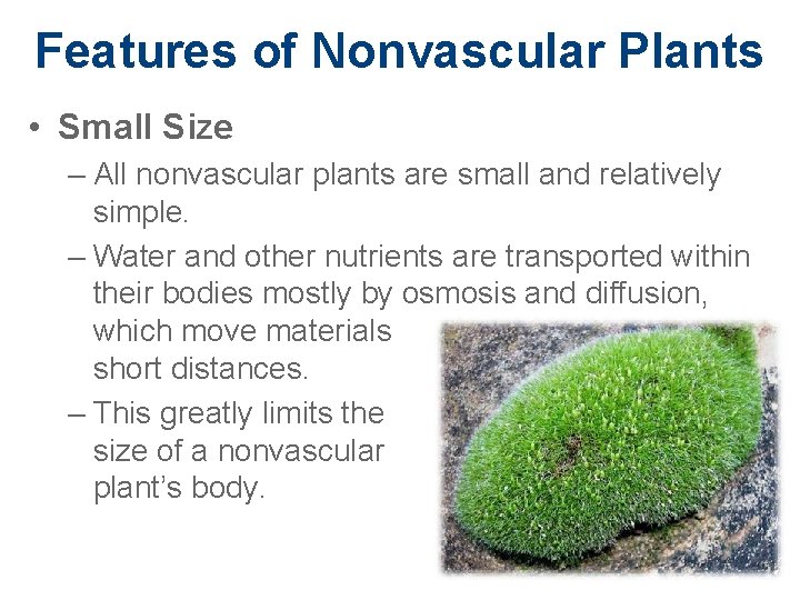 Features of Nonvascular Plants • Small Size – All nonvascular plants are small and