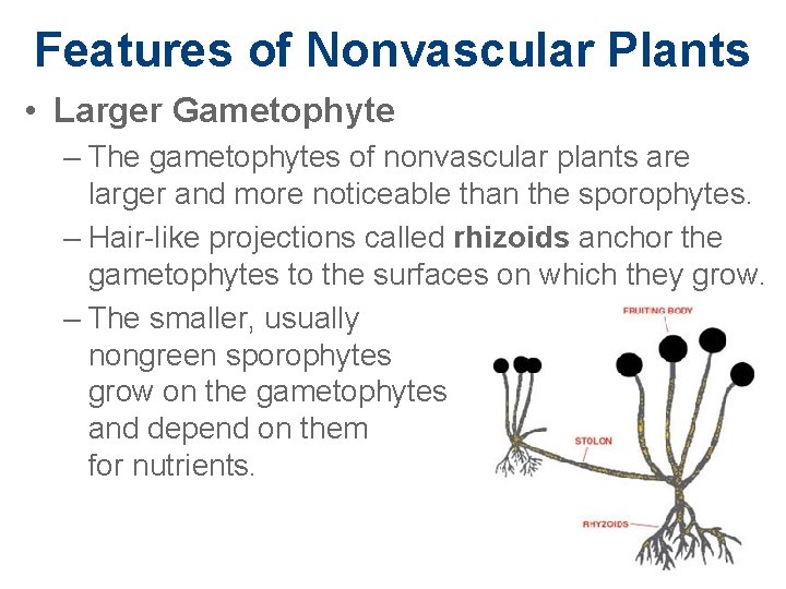 Features of Nonvascular Plants • Larger Gametophyte – The gametophytes of nonvascular plants are