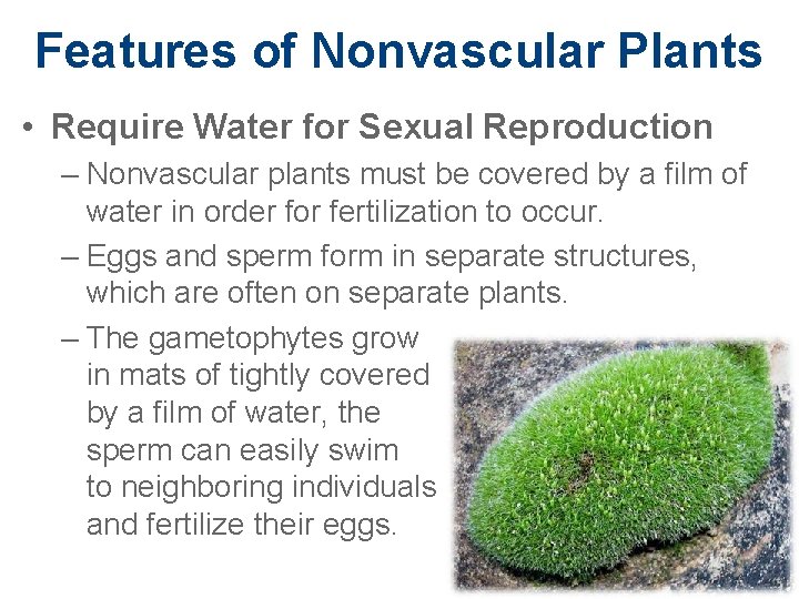 Features of Nonvascular Plants • Require Water for Sexual Reproduction – Nonvascular plants must