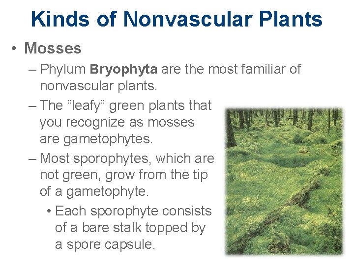 Kinds of Nonvascular Plants • Mosses – Phylum Bryophyta are the most familiar of