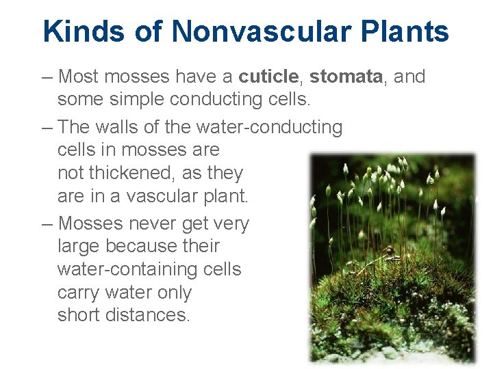 Kinds of Nonvascular Plants – Most mosses have a cuticle, stomata, and some simple