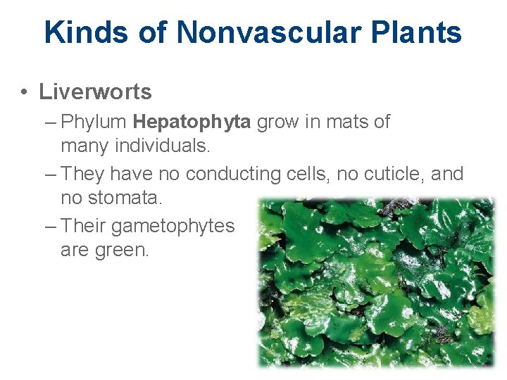 Kinds of Nonvascular Plants • Liverworts – Phylum Hepatophyta grow in mats of many