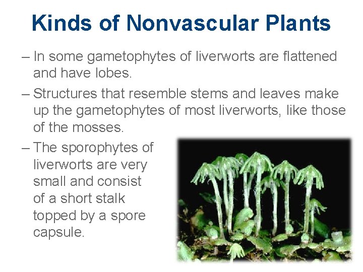 Kinds of Nonvascular Plants – In some gametophytes of liverworts are flattened and have