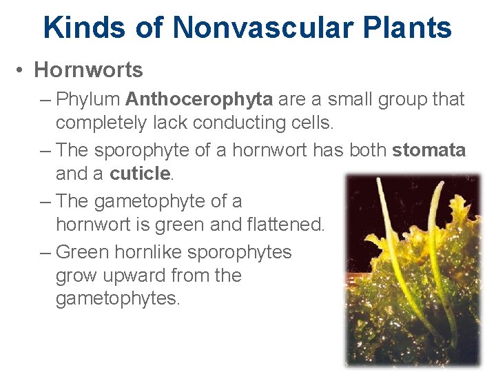 Kinds of Nonvascular Plants • Hornworts – Phylum Anthocerophyta are a small group that