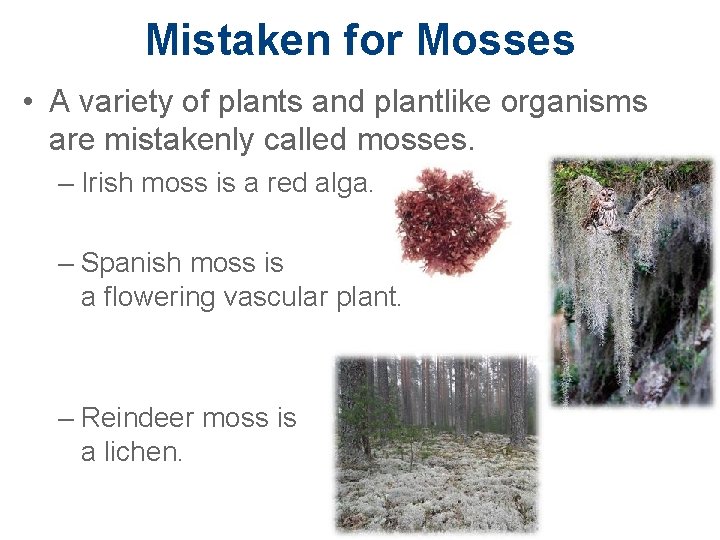 Mistaken for Mosses • A variety of plants and plantlike organisms are mistakenly called