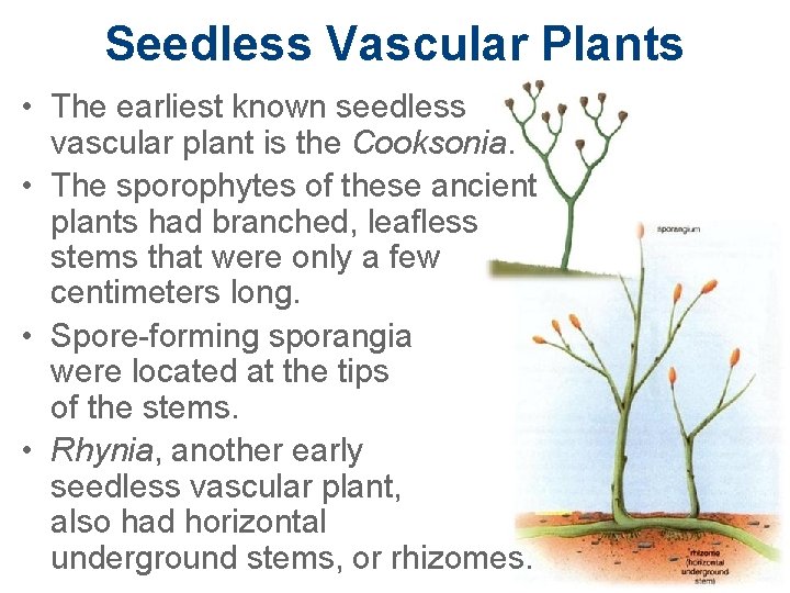 Seedless Vascular Plants • The earliest known seedless vascular plant is the Cooksonia. •