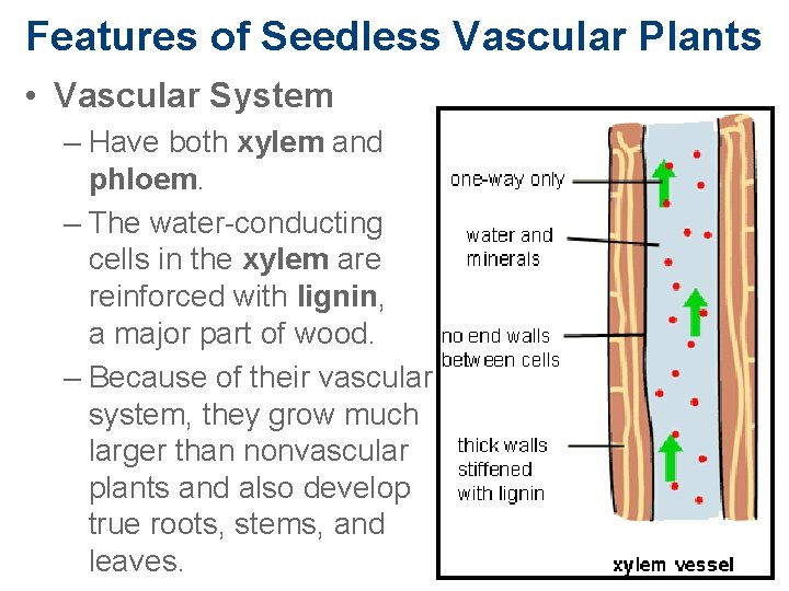 Features of Seedless Vascular Plants • Vascular System – Have both xylem and phloem.