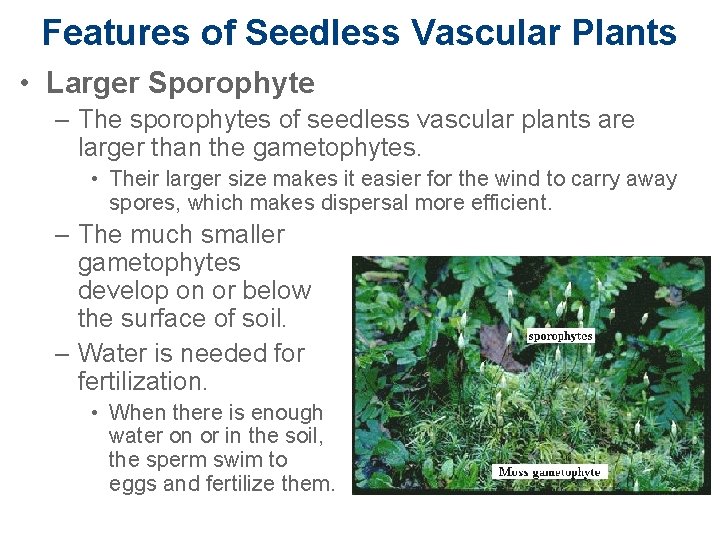 Features of Seedless Vascular Plants • Larger Sporophyte – The sporophytes of seedless vascular