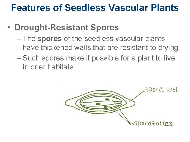 Features of Seedless Vascular Plants • Drought-Resistant Spores – The spores of the seedless