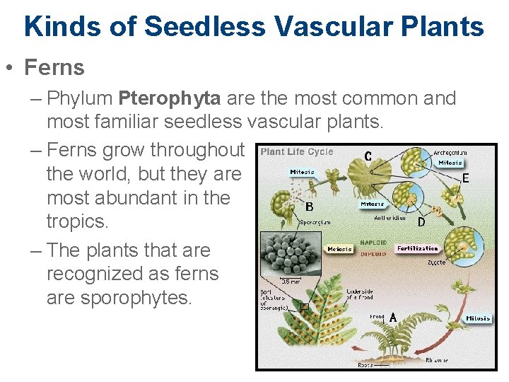 Kinds of Seedless Vascular Plants • Ferns – Phylum Pterophyta are the most common