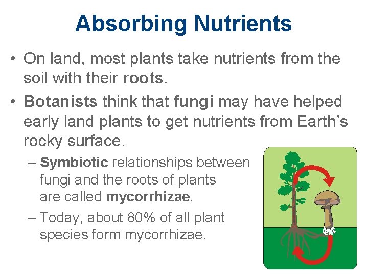Absorbing Nutrients • On land, most plants take nutrients from the soil with their